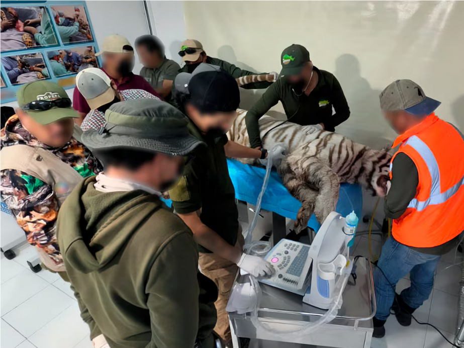 Operativo para rescatar a tigre de bengala suelto en Edomex termina con el animal muerto tras disparo de policía